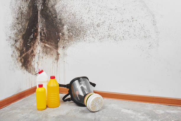 Attic Mold Removal in Pine Ridge, SC