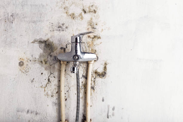 Best Local Mold Removal Service  in Pine Ridge, SC