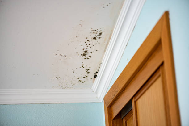 Best Black Mold Removal  in Pine Ridge, SC