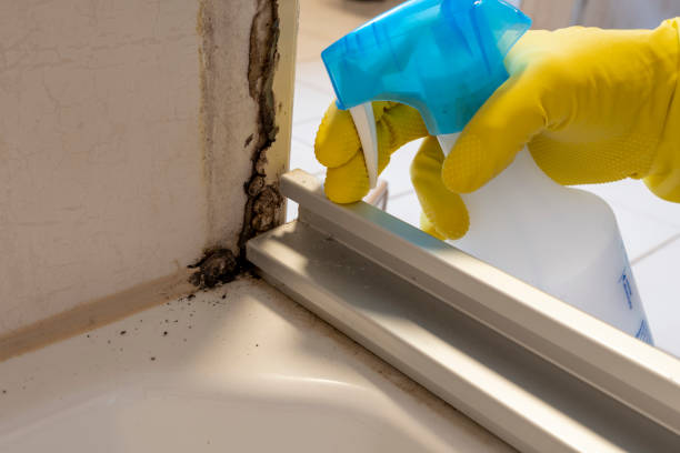 Mold Removal Process in Pine Ridge, SC