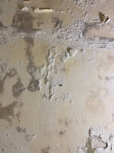 Best Residential Mold Removal  in Pine Ridge, SC