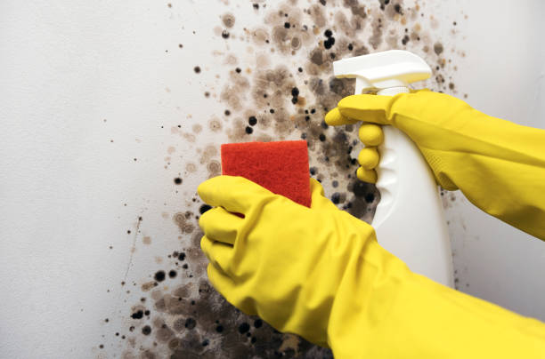 Best Home Mold Removal  in Pine Ridge, SC