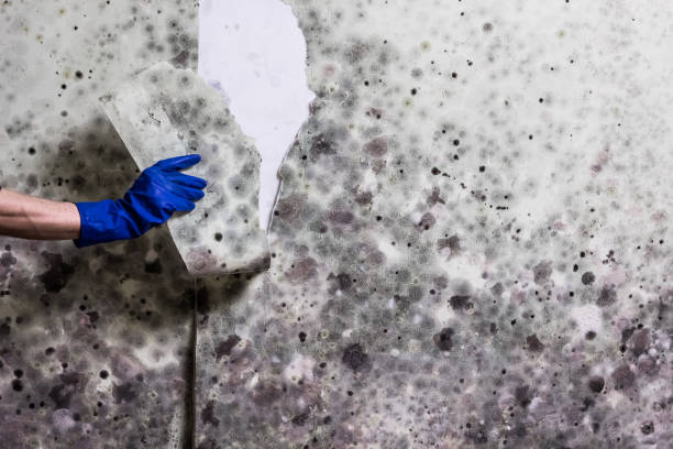 Best Black Mold Removal  in Pine Ridge, SC