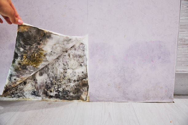 Best Mold Cleaning Services  in Pine Ridge, SC
